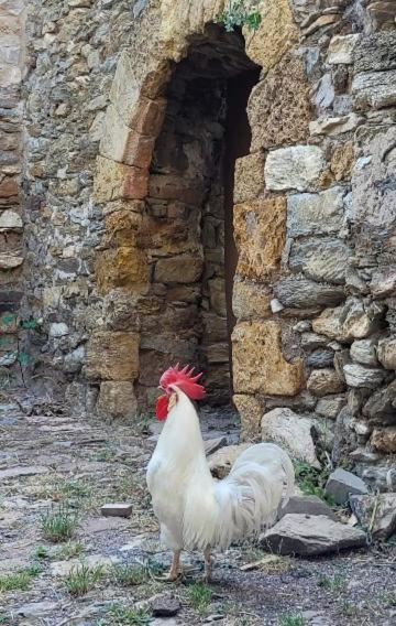 Casa Rural Vilaspasa, Alquiler Integro Gotarta Экстерьер фото